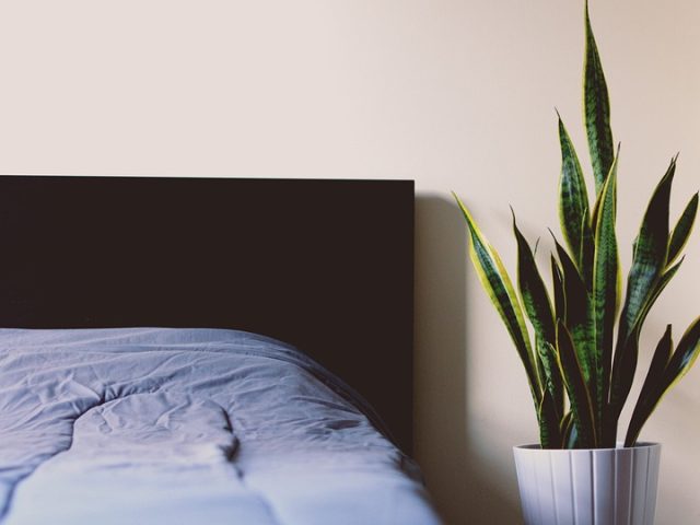 someil et fleurs de bach, solutions naturells pour dormir, sommeil et naturopathie