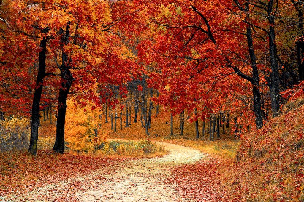 l'automne et la naturopathie