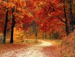 automne et naturopathie les huiles essentielles pour cet automne
