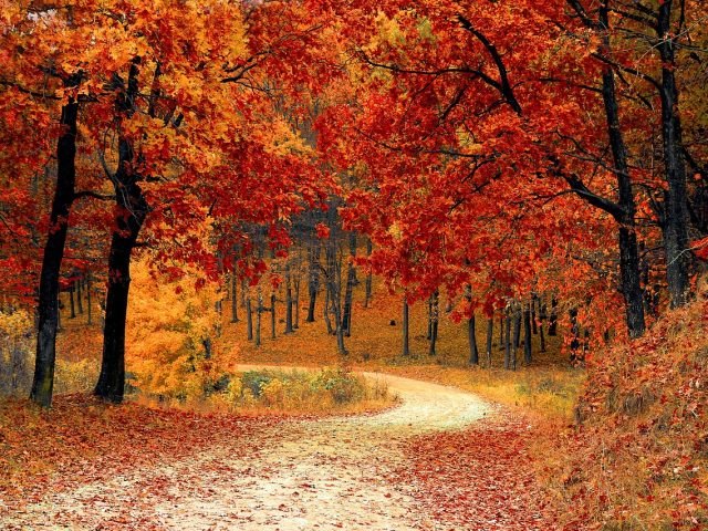 automne et naturopathie les huiles essentielles pour cet automne