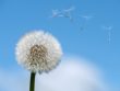 allergies