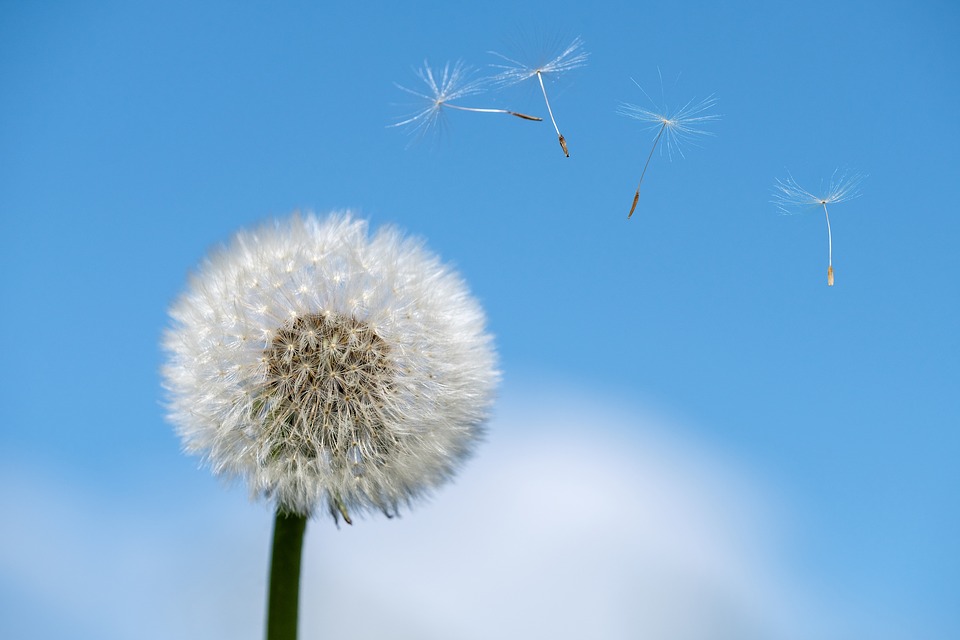 allergies