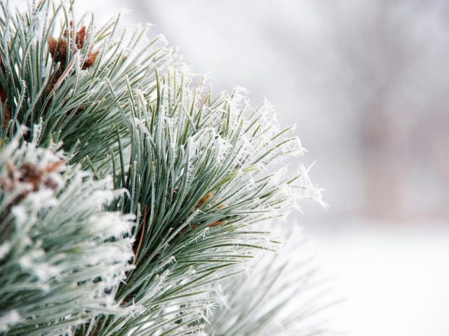 Froid naturopathie